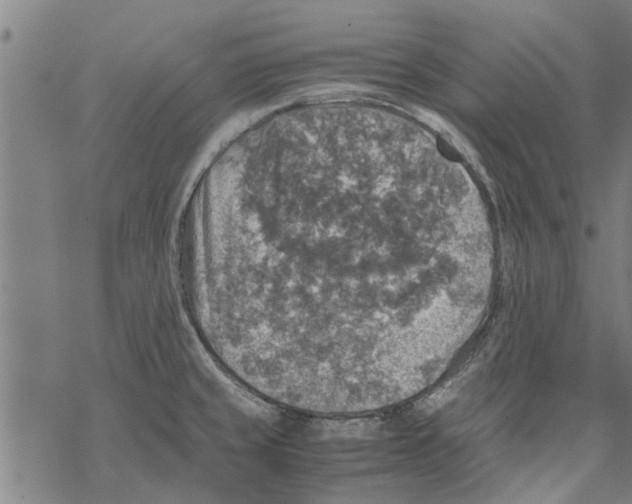 X0000067461429200605051610