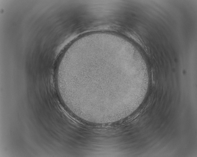 X0000067461452200605051610