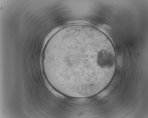 X0000067461482200605051609