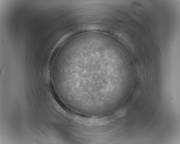 X0000067470016200604071206