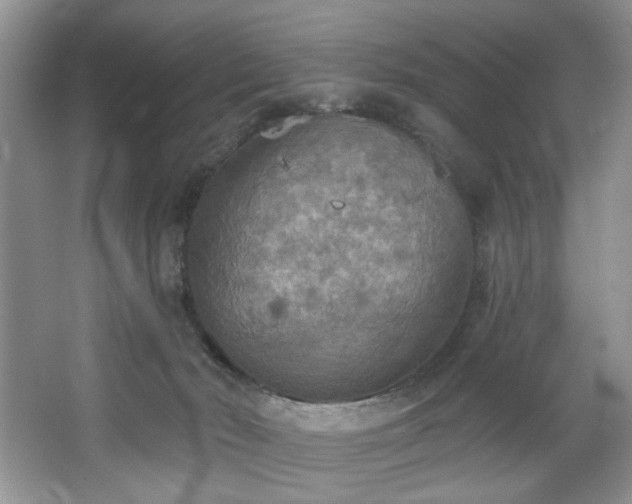 X0000067470030200604071206