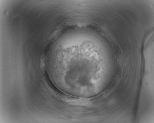 X0000067470032200604071206