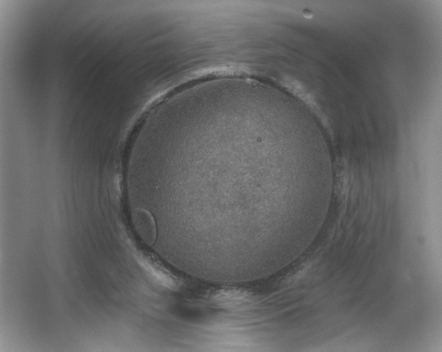 X0000067470063200604071205