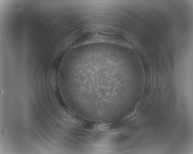 X0000067470078200604071205