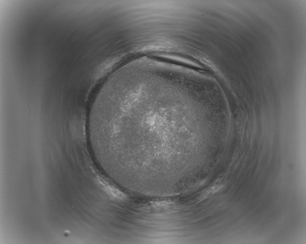 X0000067470446200604071158