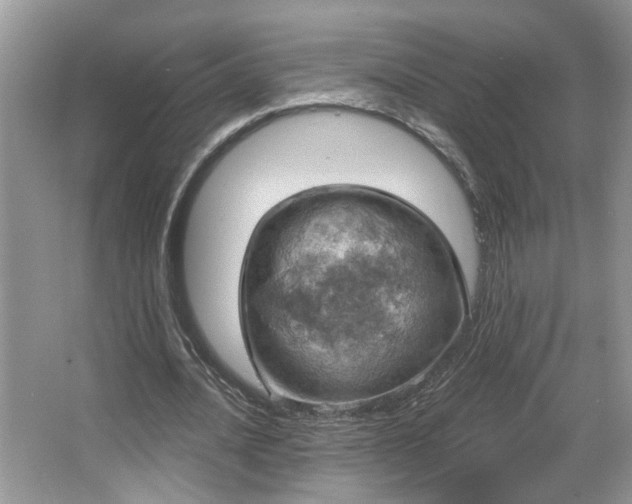 X0000067470628200604071155