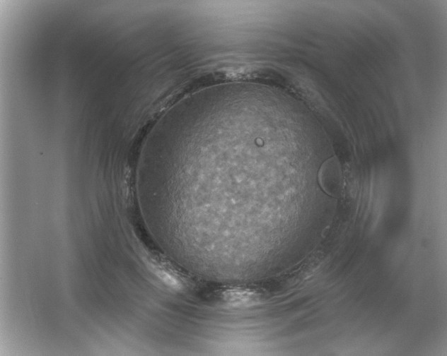 X0000067470650200604071155