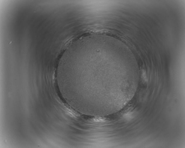 X0000067470668200604071156