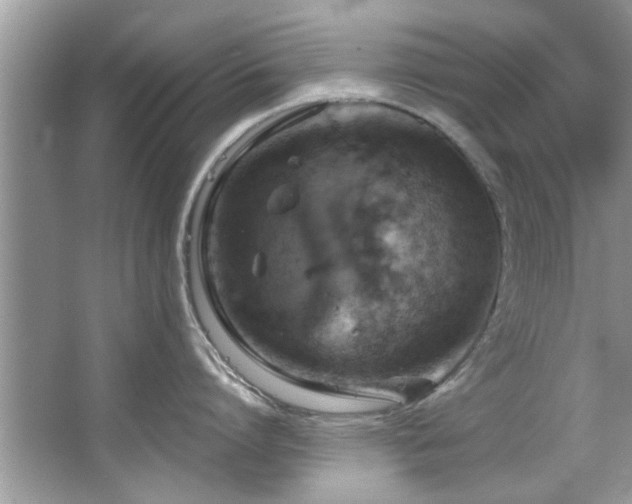 X0000067470864200604071152