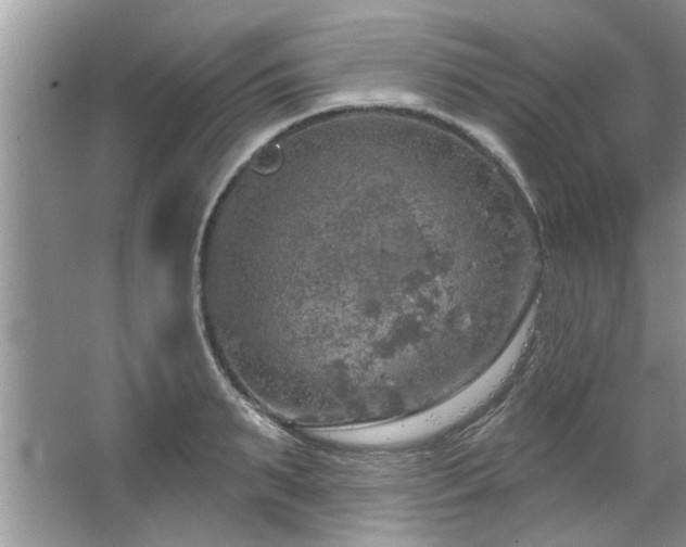 X0000067470895200604071151