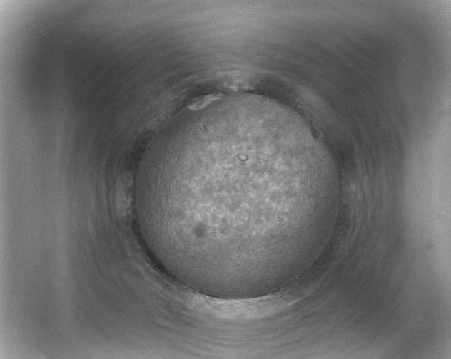 X0000067470030200604101210