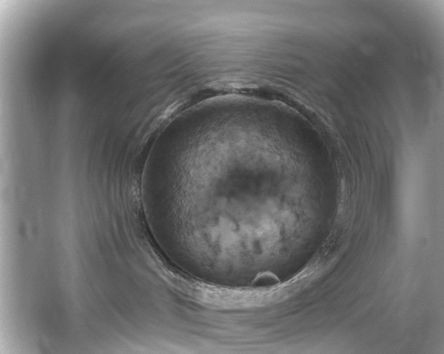 X0000067470048200604101210