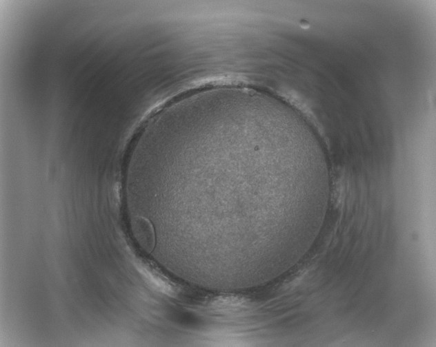 X0000067470063200604101210