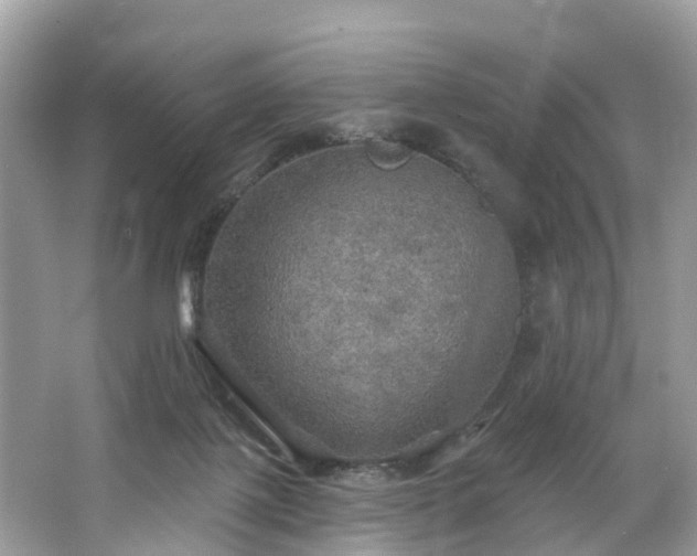 X0000067470075200604101210