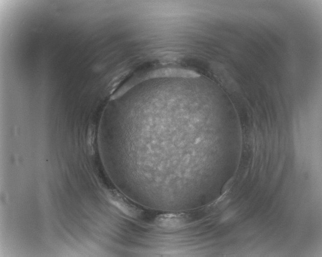 X0000067470082200604101210