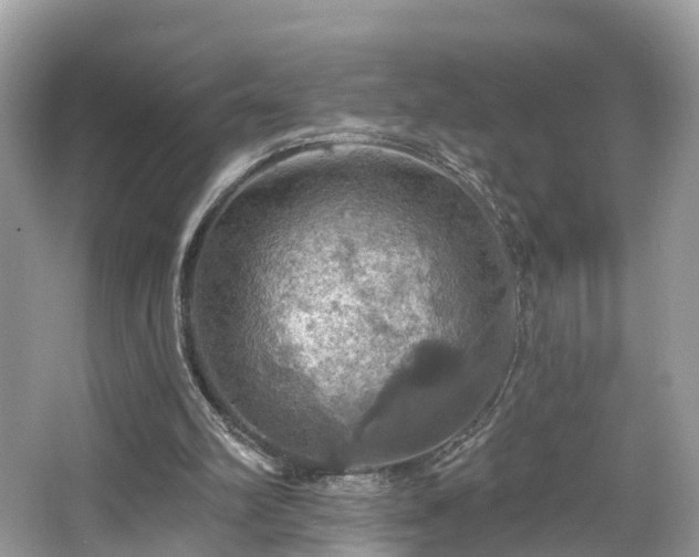 X0000067470102200604101209