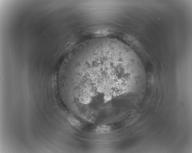 X0000067470369200604101205