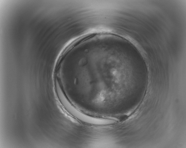 X0000067470864200604101157