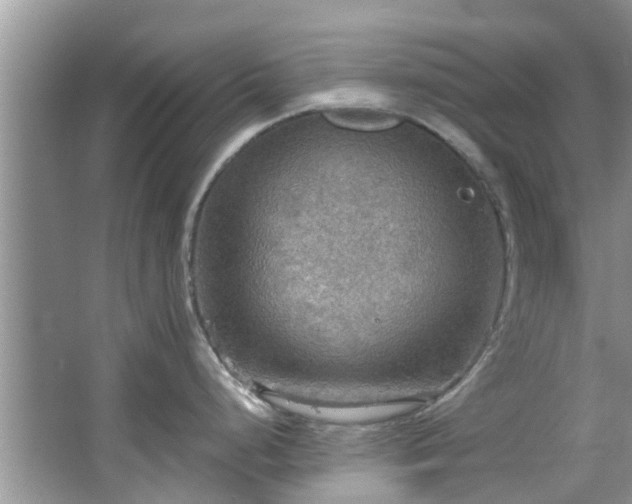 X0000067471248200604101151