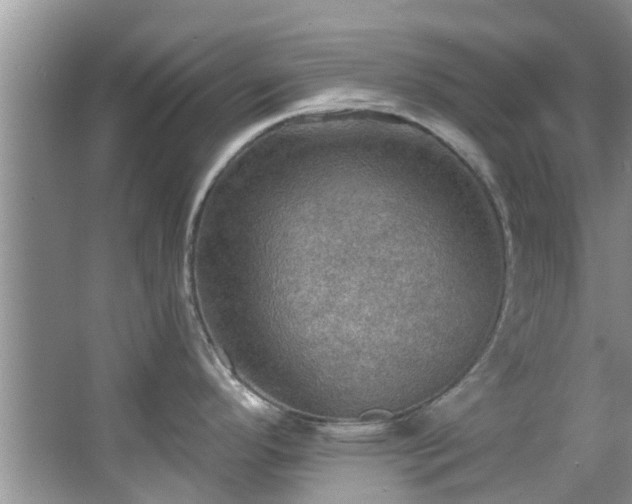 X0000067471296200604101149