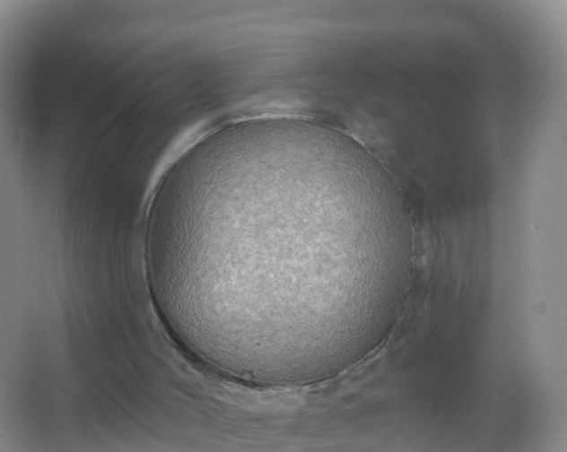 X0000067470004200604150002