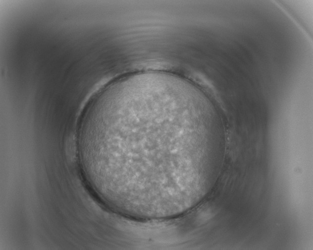 X0000067470012200604150002