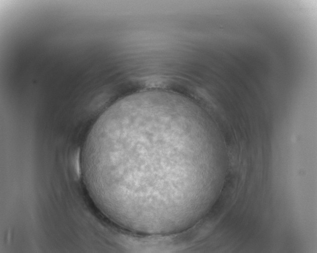 X0000067470028200604150002