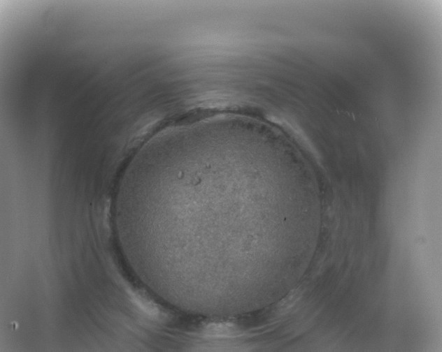 X0000067470066200604150001