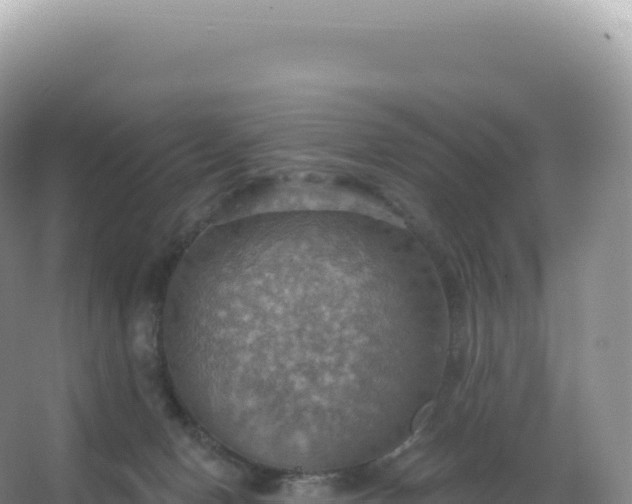 X0000067470078200604150001