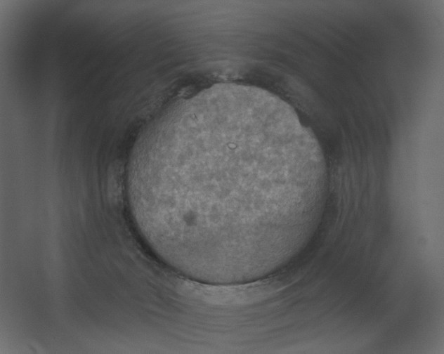 X0000067470030200604211618