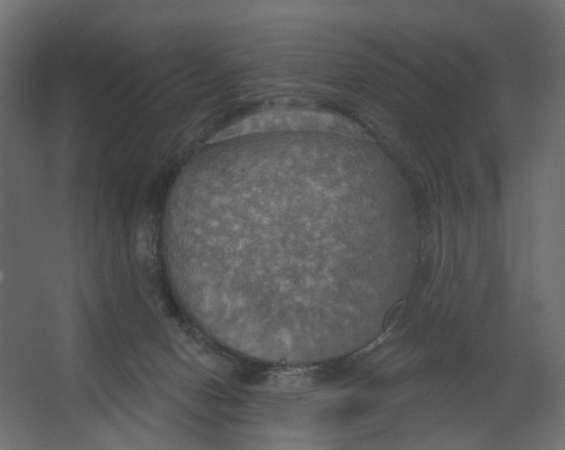 X0000067470078200604211618