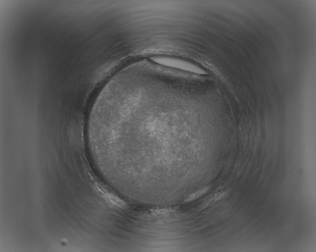 X0000067470446200604211611