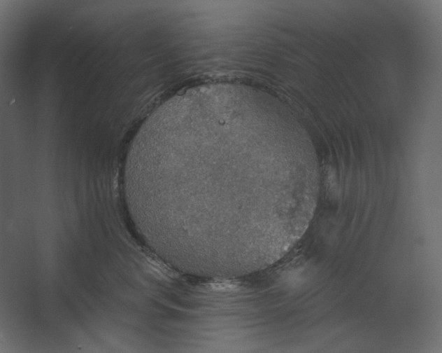 X0000067470668200604211608