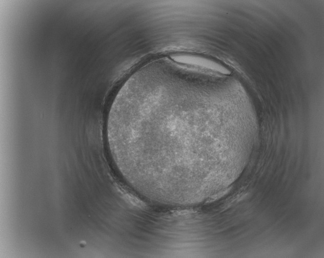 X0000067470446200604281858