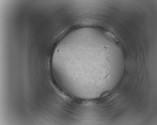 X0000067470454200604281858