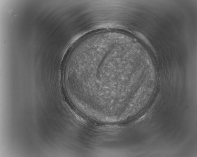 X0000067470831200604281852