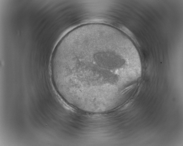 X0000067471436200604281842