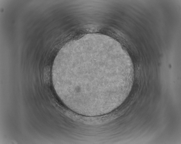 X0000067470030200605051658