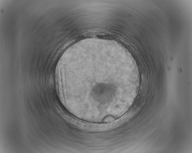 X0000067470048200605051658