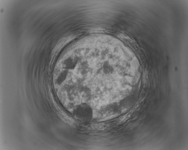 X0000067470049200605051657