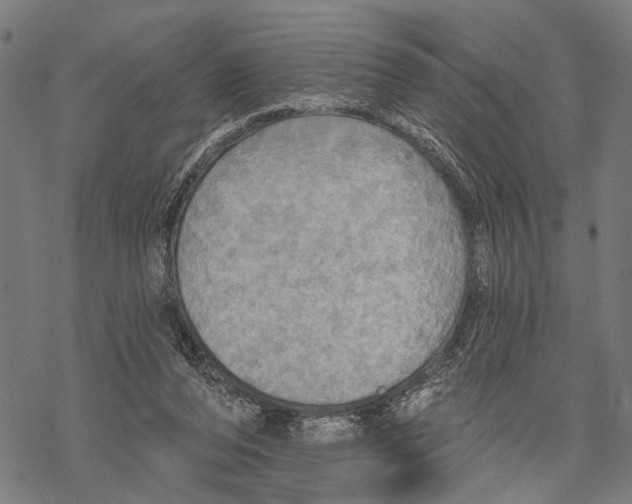 X0000067470208200605051655