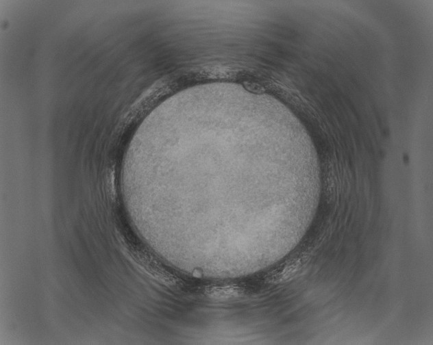 X0000067470262200605051654