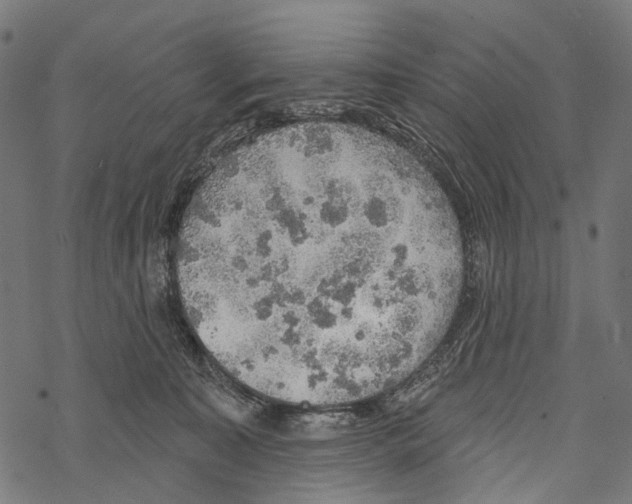 X0000067470323200605051653