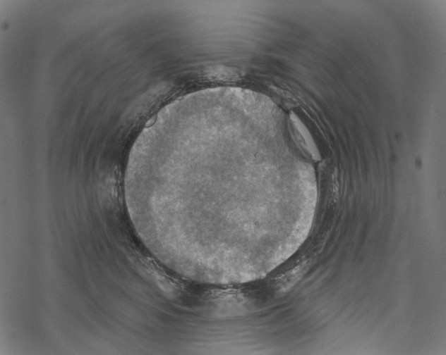 X0000067470424200605051652