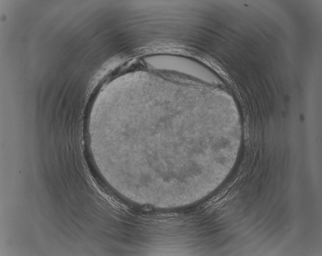 X0000067470438200605051651