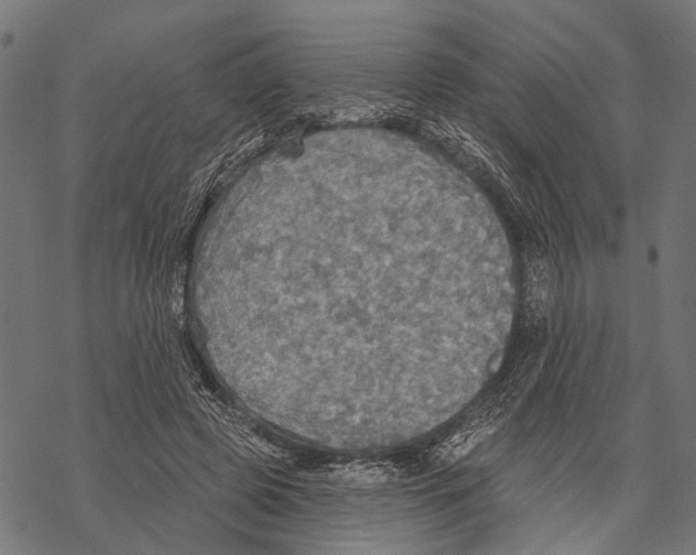 X0000067470545200605051650