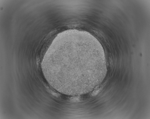 X0000067470574200605051650