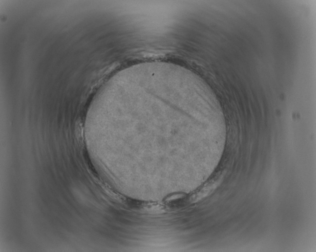 X0000067470624200605051648