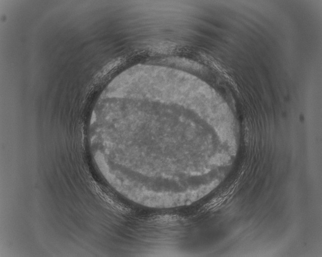 X0000067470637200605051648