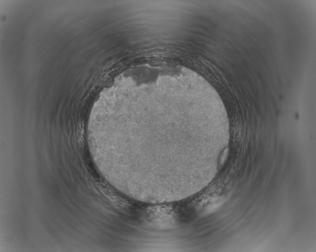 X0000067470660200605051648